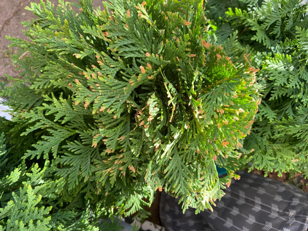 Cheer Drops® Arborvitae (Thuja) - Customer Photo From Rishel Bellamy