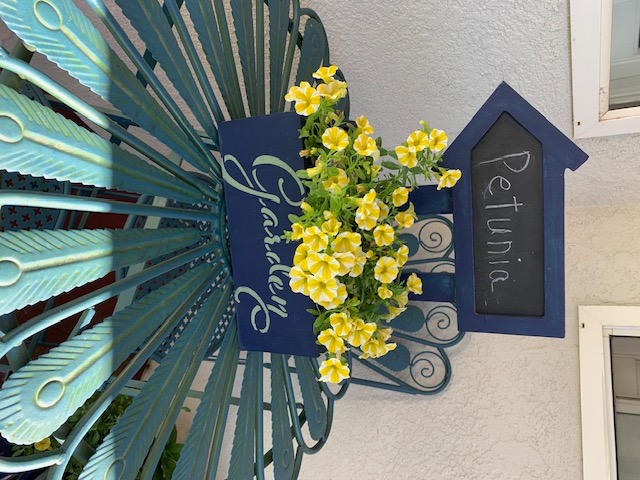 Superbells® Lemon Slice® (Calibrachoa) - Customer Photo From Anita Marseilles