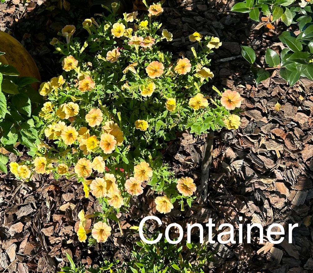 Supertunia® Honey™ (Petunia) - Customer Photo From Amber