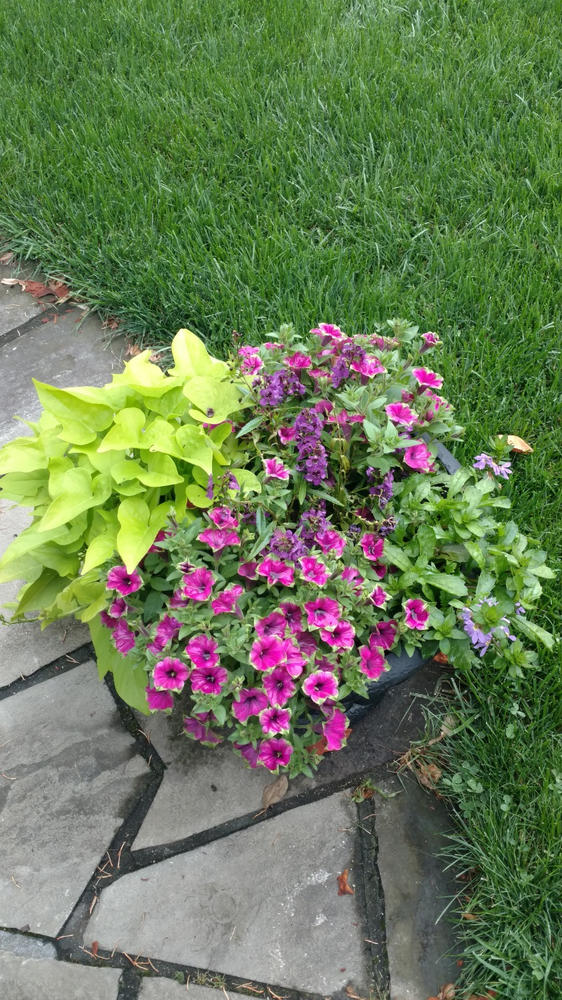 Supertunia® Picasso in Purple® (Petunia) - Customer Photo From Lauren Osnato