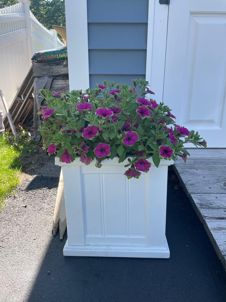 Supertunia® Picasso in Purple® (Petunia) - Customer Photo From Julie