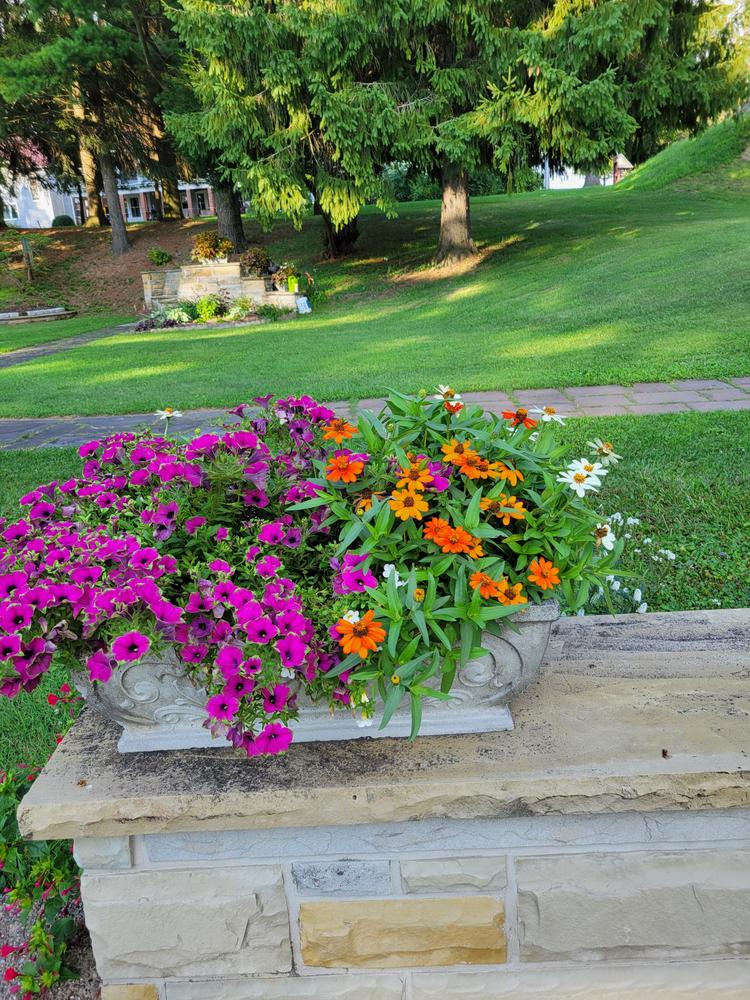 Supertunia® Picasso in Purple® (Petunia) - Customer Photo From Monica 