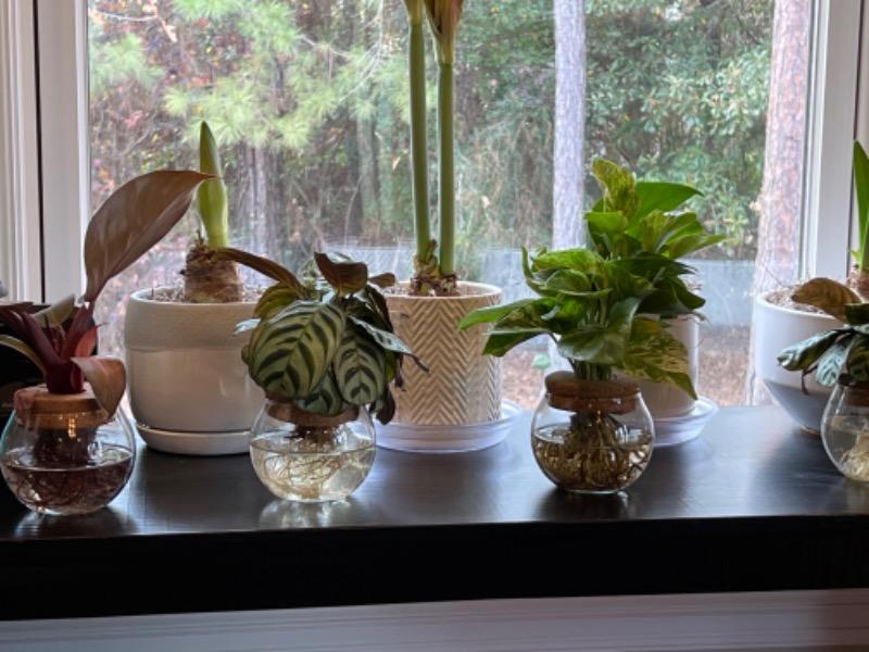 H2O™ Bowl Epipremnum Marble Queen - Customer Photo From Andrea Jefferson