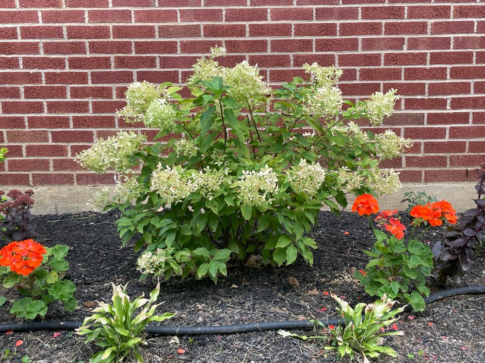 Puffer Fish® Panicle Hydrangea (Paniculata) - Customer Photo From Jean