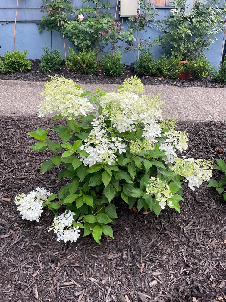 Puffer Fish® Panicle Hydrangea (Paniculata) - New Proven Winners® Variety 2023 - Customer Photo From Regan