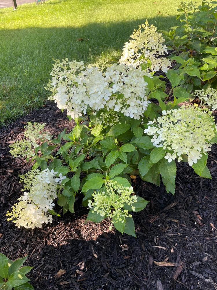 Puffer Fish® Panicle Hydrangea (Paniculata) - New Proven Winners® Variety 2023 - Customer Photo From Regan