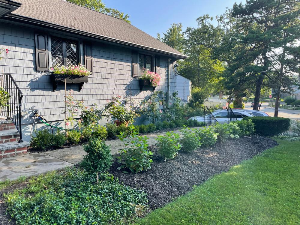 Puffer Fish® Panicle Hydrangea (Paniculata) - New Proven Winners® Variety 2023 - Customer Photo From Regan