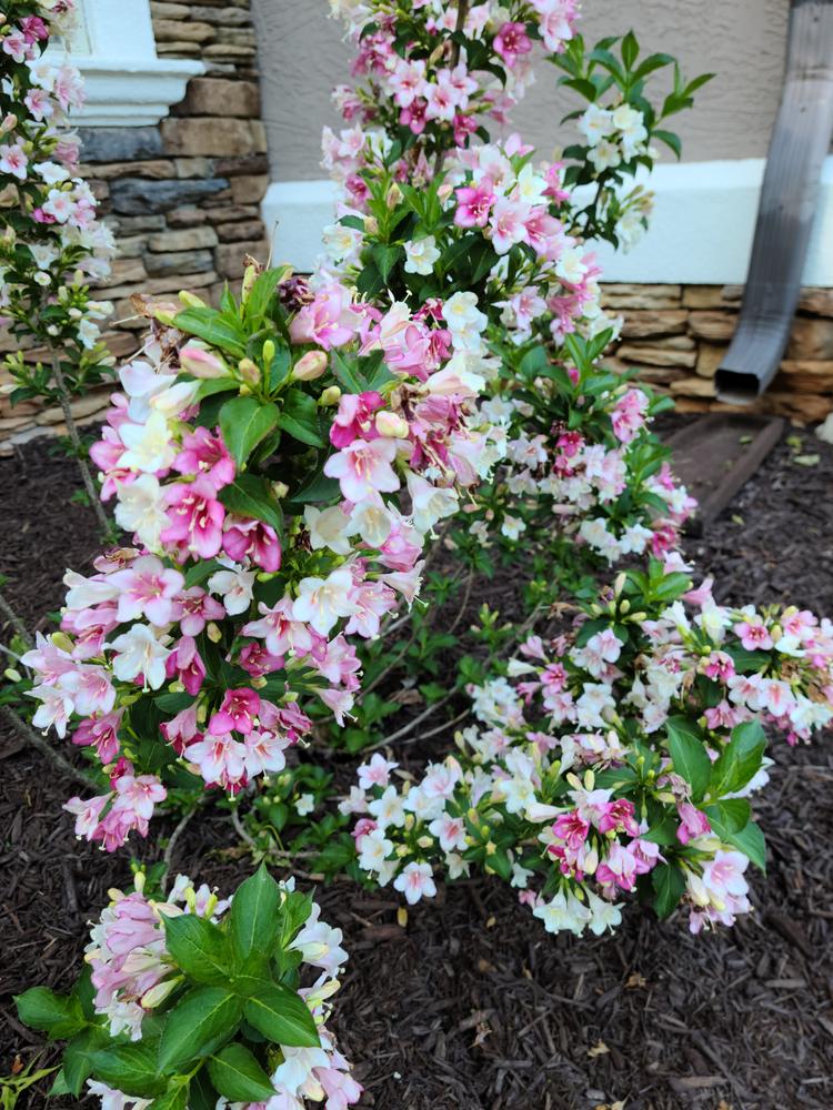 Czechmark Trilogy® (Weigela) - Customer Photo From Shane