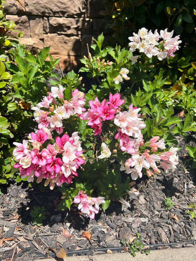 Czechmark Trilogy® (Weigela) - Customer Photo From Karina