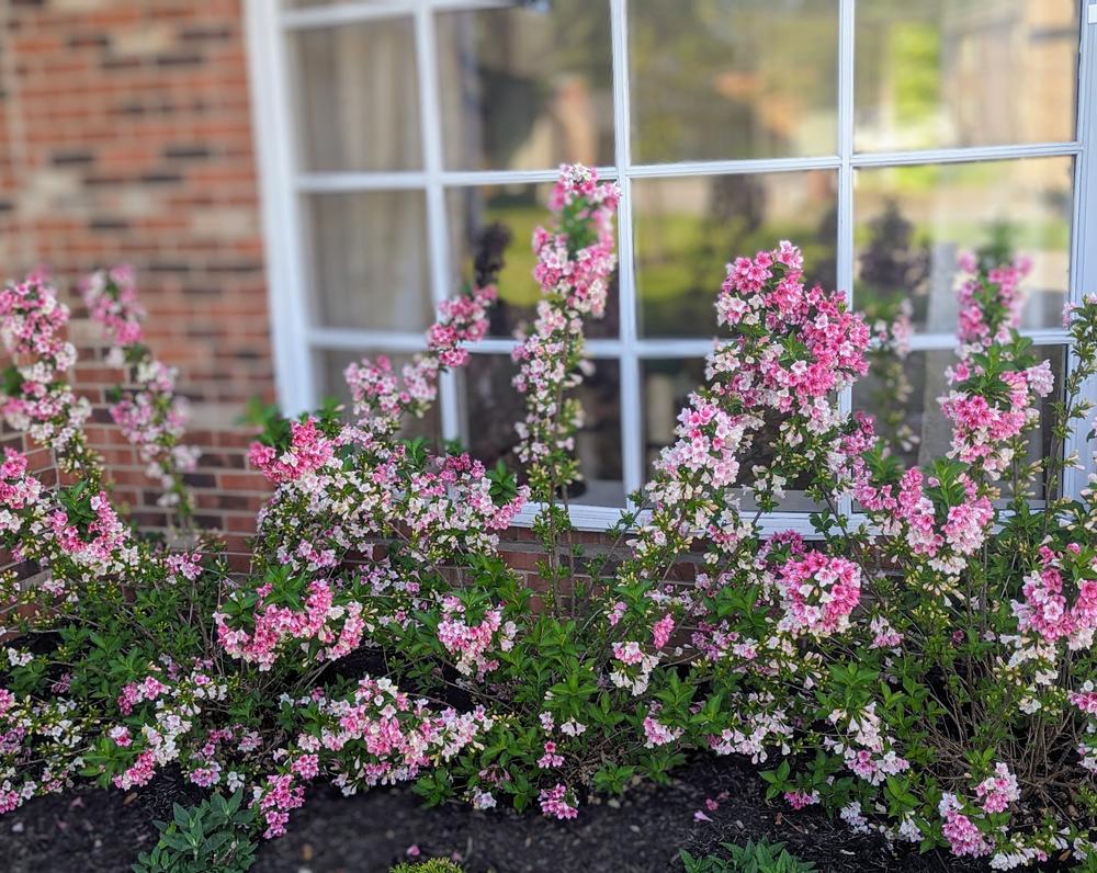 Czechmark Trilogy® (Weigela) - Customer Photo From Leigh