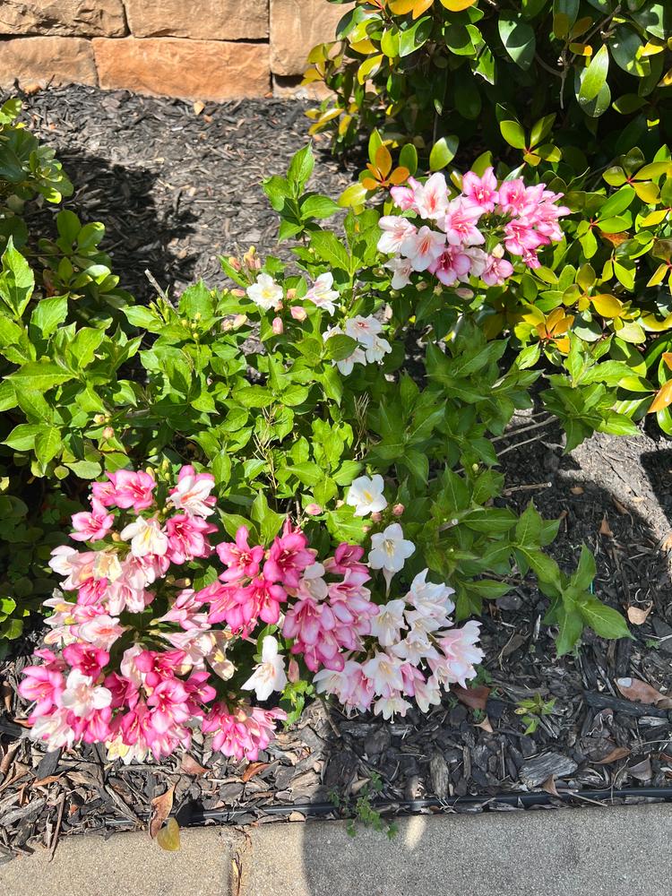 Czechmark Trilogy® (Weigela) - Customer Photo From Karina