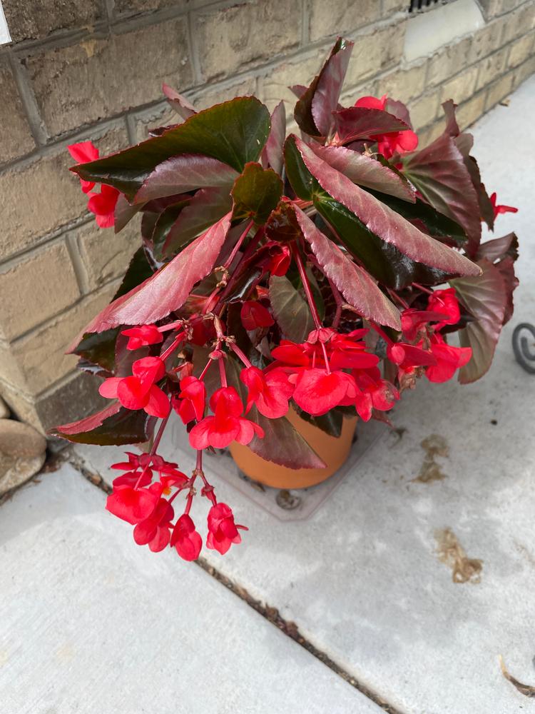 Surefire® Cherry Cordial™ (Begonia x hybrida) - New Proven Winners® Variety 2023 - Customer Photo From Dottie Woods