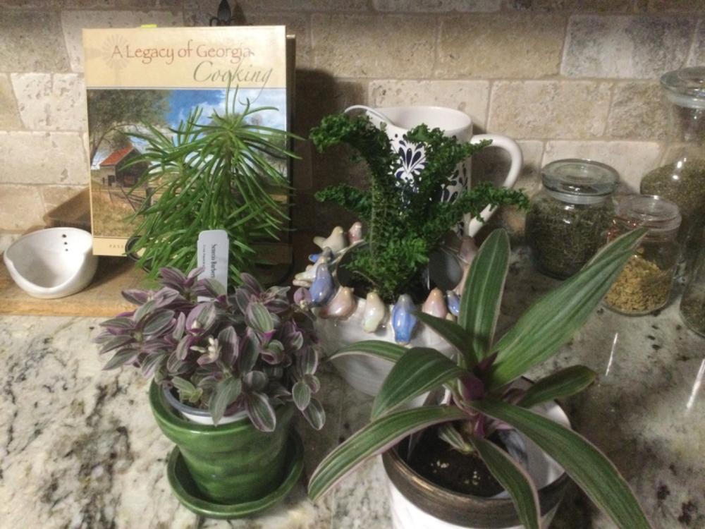 leafjoy littles™ Feeling Flirty™ Purple Spiderwort (Tradescantia hybrid) - New Proven Winners® Product 2024 - Customer Photo From Linda Luttrell