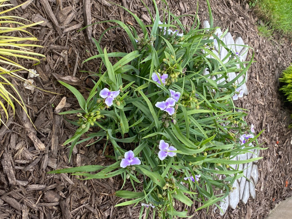 Webmaster Spiderwort (Tradescantia hybrid) - New Proven Winners® Variety 2025 - Customer Photo From Melissa Steckly