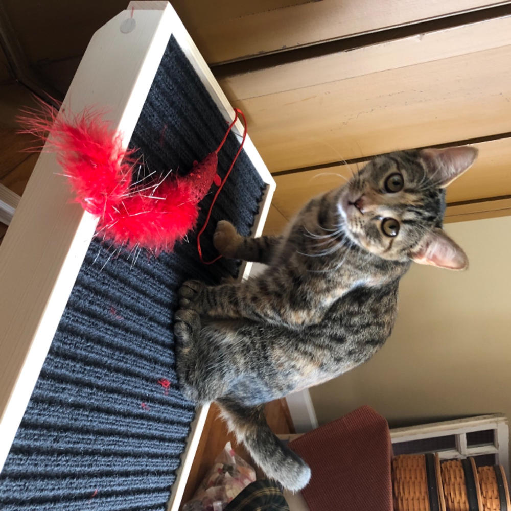 scratchy ramp for cats