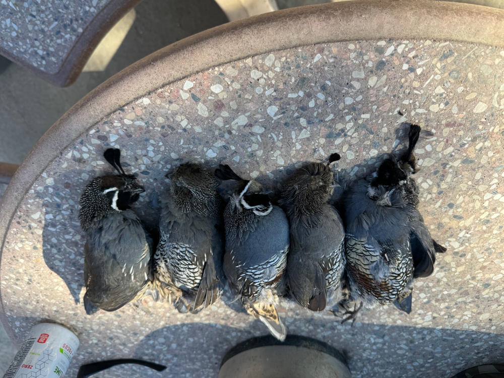 VQ-87 Valley Quail Call - Customer Photo From David Knodel