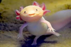 JellyCat Alice Axolotl Plush - Customer Photo From Greta Gebhardt