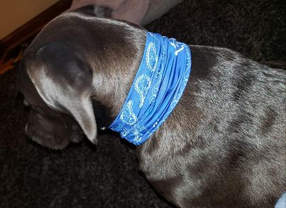 Blue Bandana Pup Scruff - Customer Photo From Anonymous