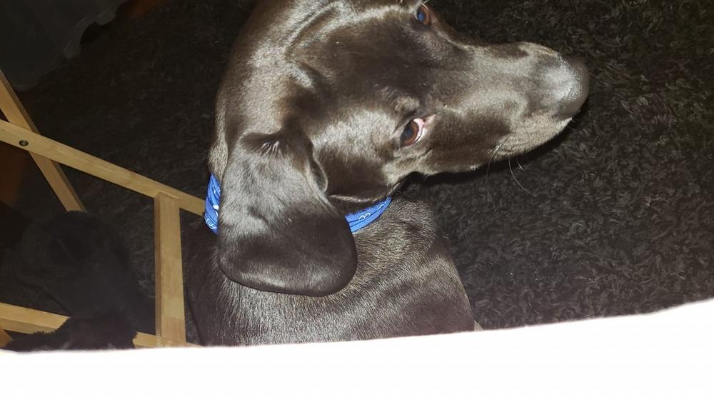 Blue Bandana Pup Scruff - Customer Photo From Anonymous