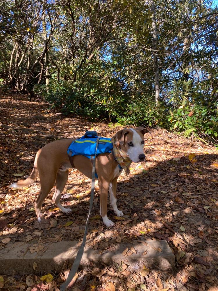 dog hydration pack