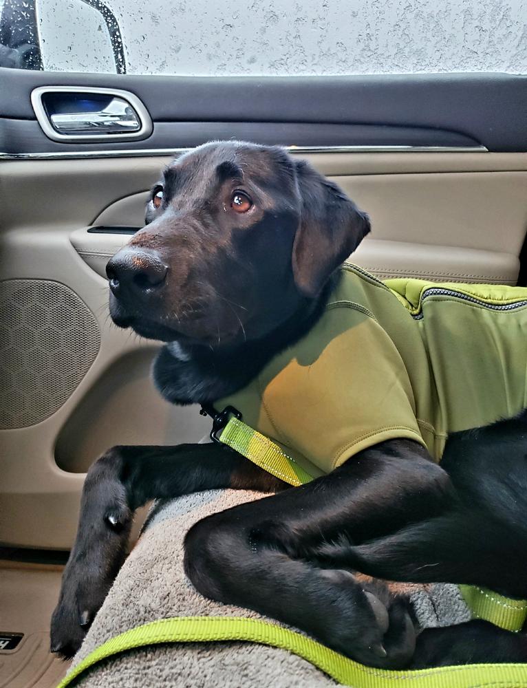 ruffwear powder hound