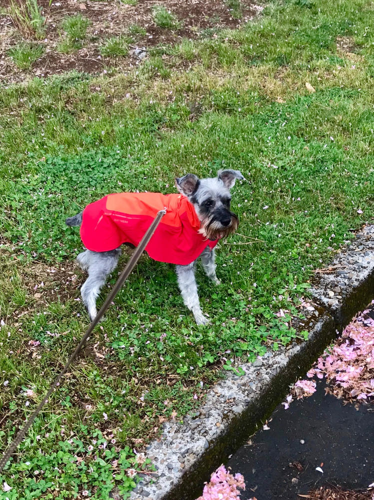 vert jacket ruffwear