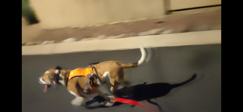 ruffwear omnijore harness