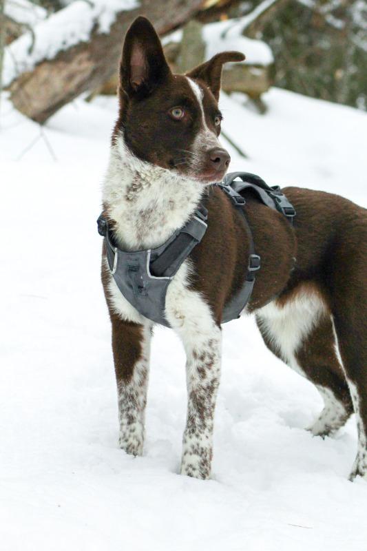 Flagline™ Dog Harness with Handle Strong Lightweight Lift & Assist