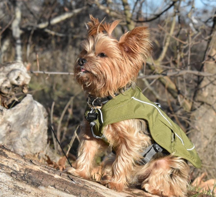 Overcoat Fuse™ Dog Coat with BuiltIn Harness Ruffwear