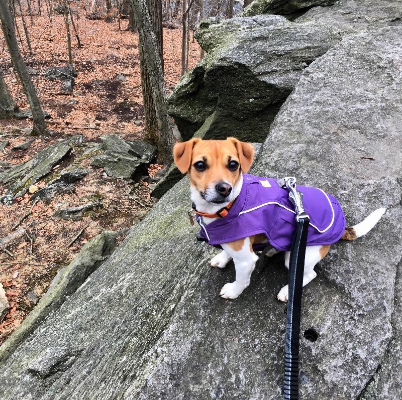 Overcoat Fuse™ Dog Coat with BuiltIn Harness Ruffwear