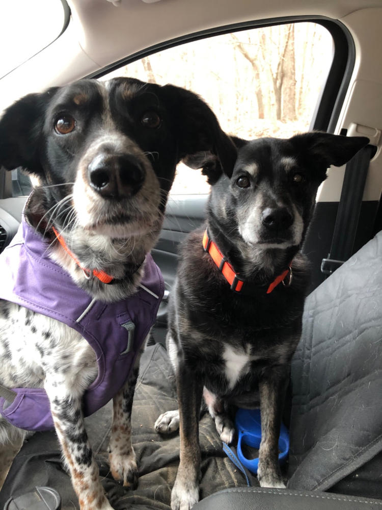 Overcoat Fuse™ Dog Coat with BuiltIn Harness Ruffwear