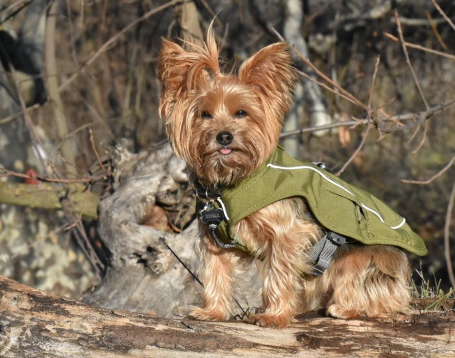 Overcoat Fuse™ Dog Coat with BuiltIn Harness Ruffwear