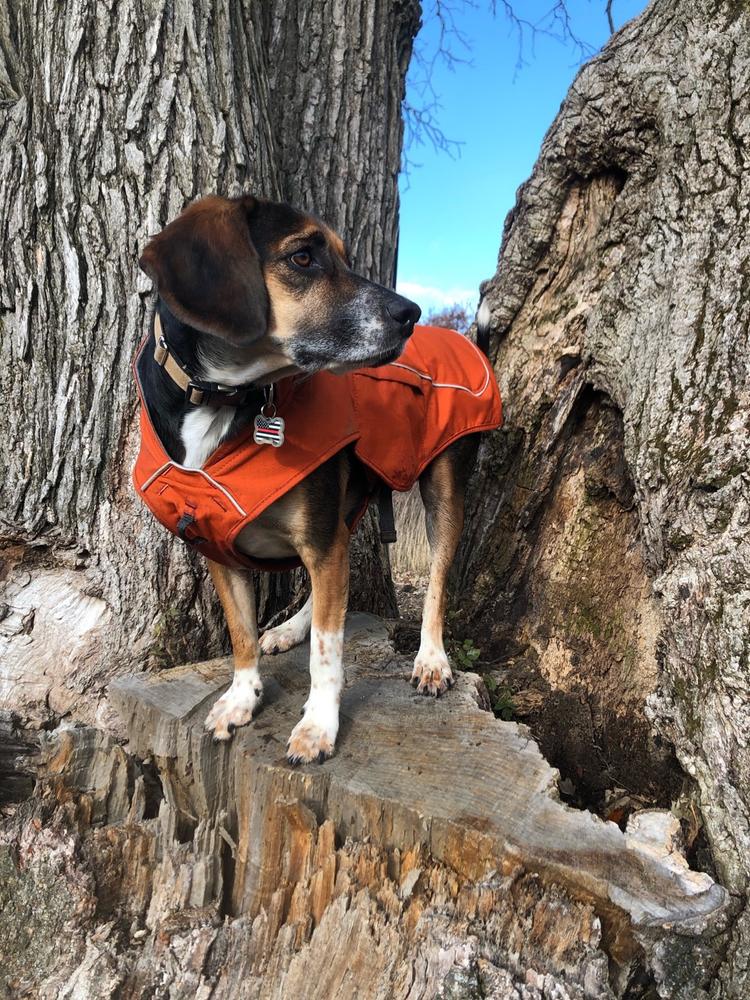 Overcoat Fuse™ Dog Coat with BuiltIn Harness Ruffwear
