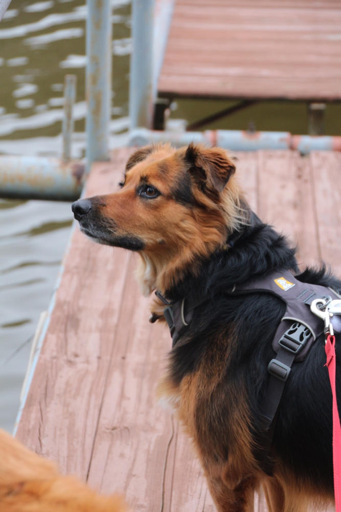 ruffwear anti pull harness