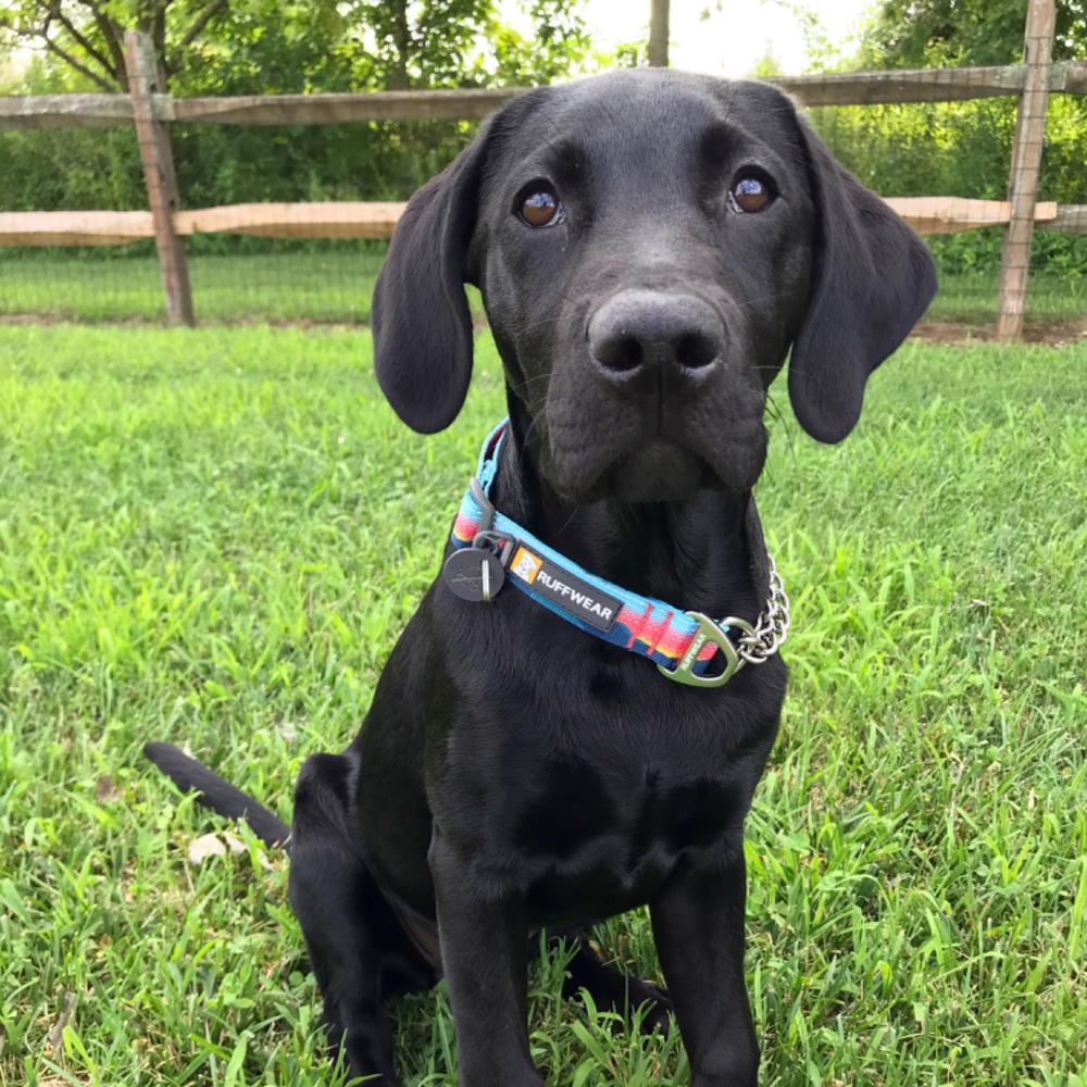 ruffwear chain reaction collar
