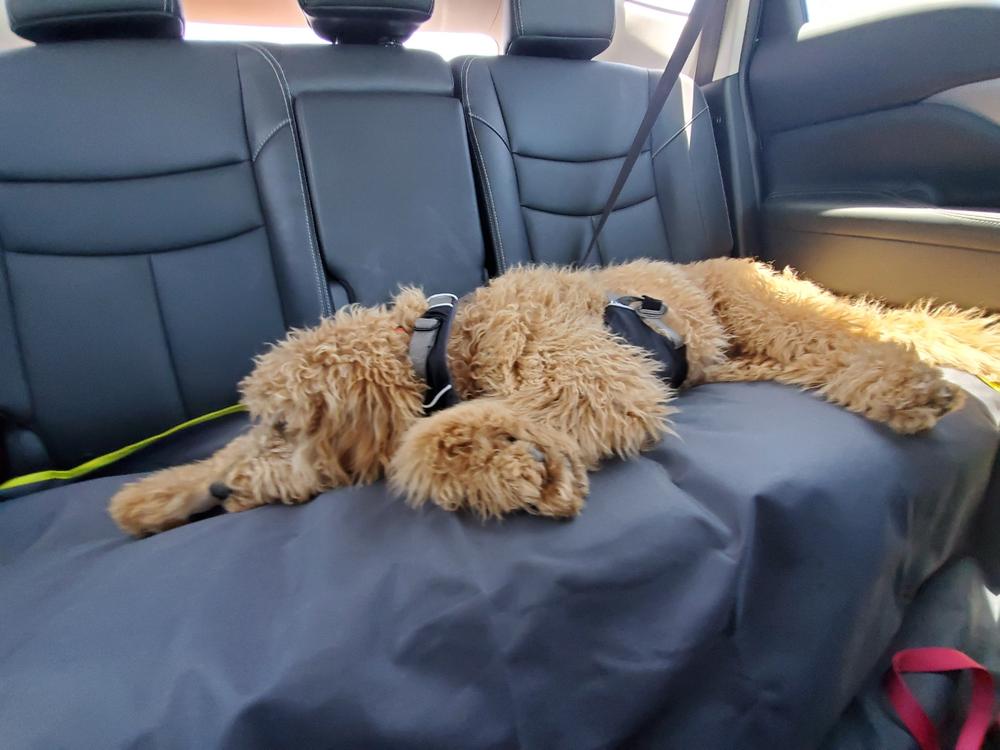 ruffwear vehicle restraint harness