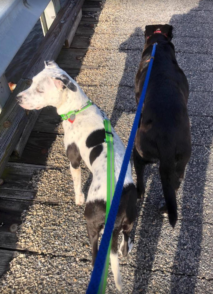 chain reaction dog collar