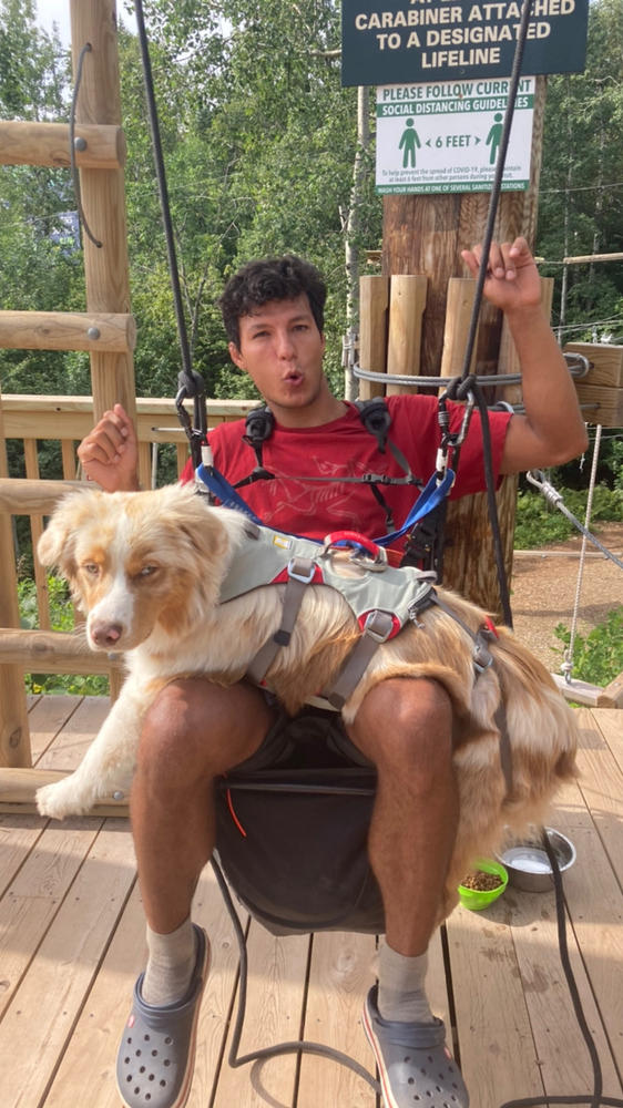 doubleback dog harness