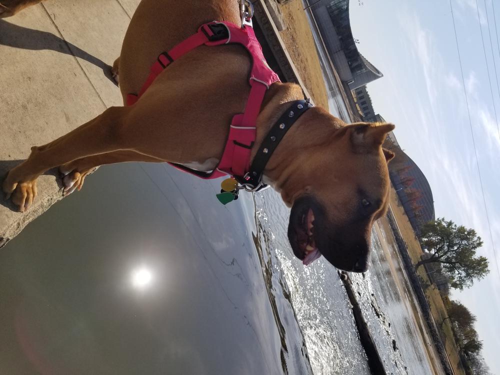 Front Range Harness Strong Comfortable No Pull Dog Harness