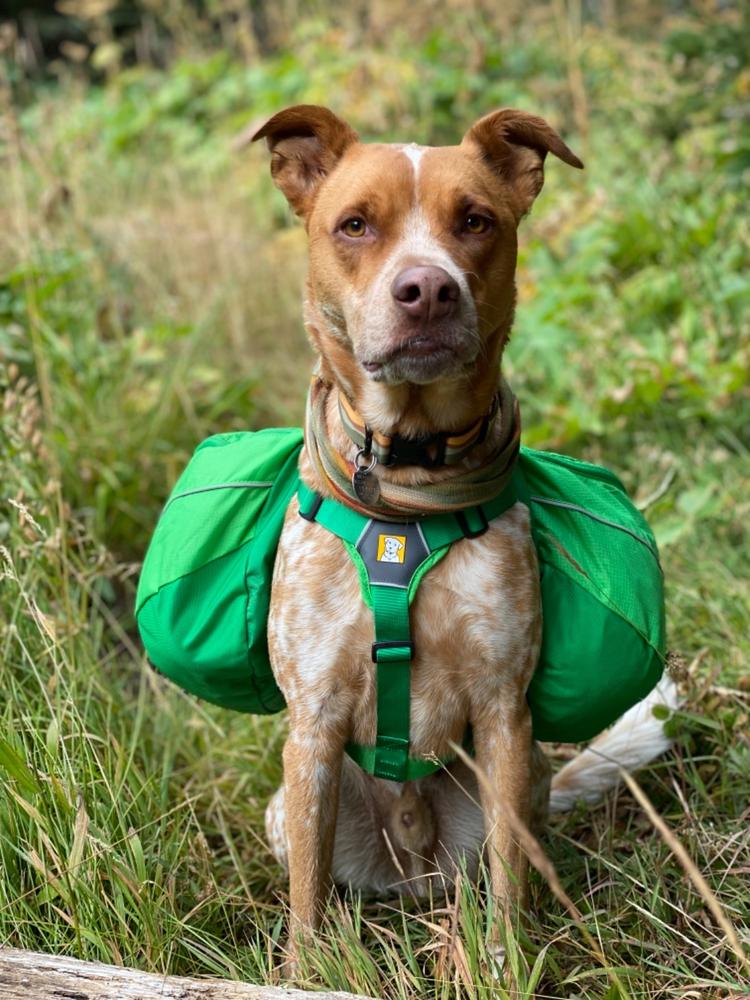 ruffwear approach dog backpack