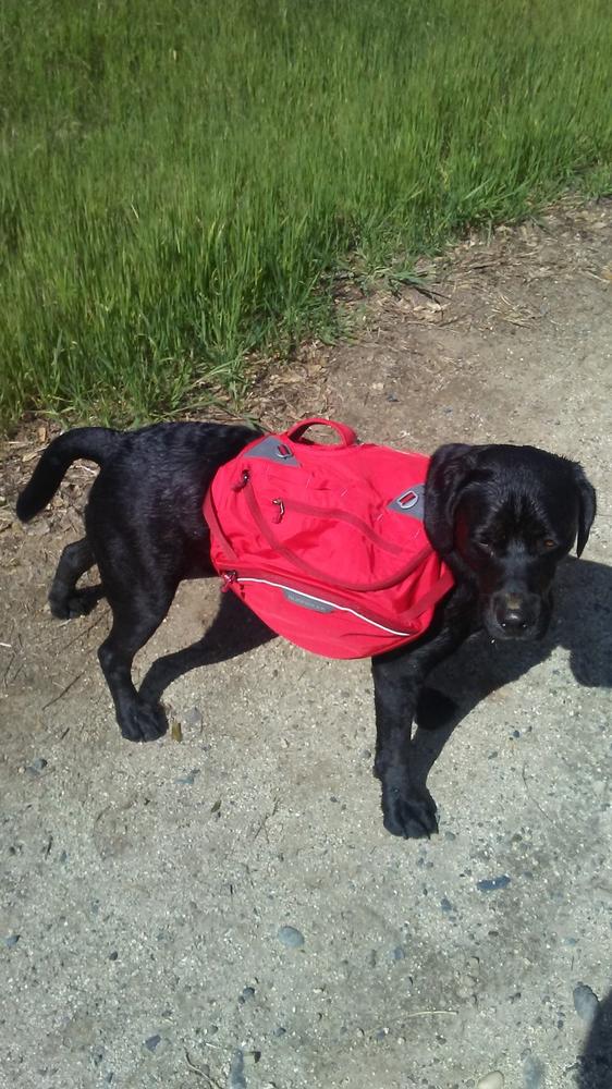 Palisades™ Dog Pack Durable MultiDay Backcountry Ruffwear