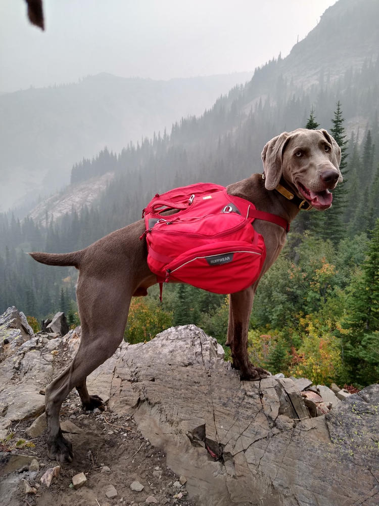 ruffwear service dog