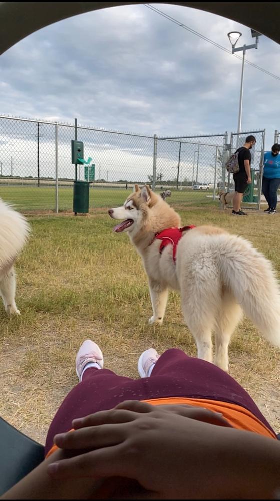 ruffwear palisades dog pack