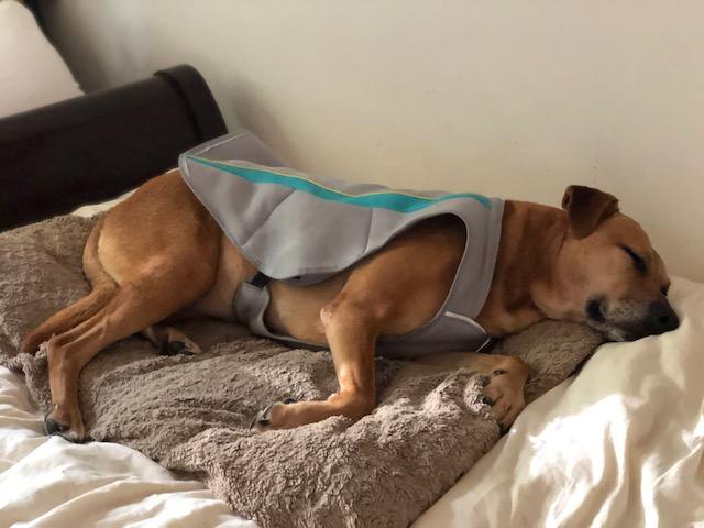 ruffwear swamp cooler review