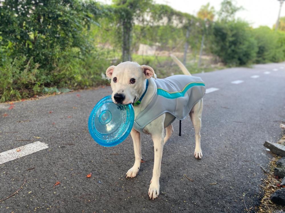 ruffwear cooling vest