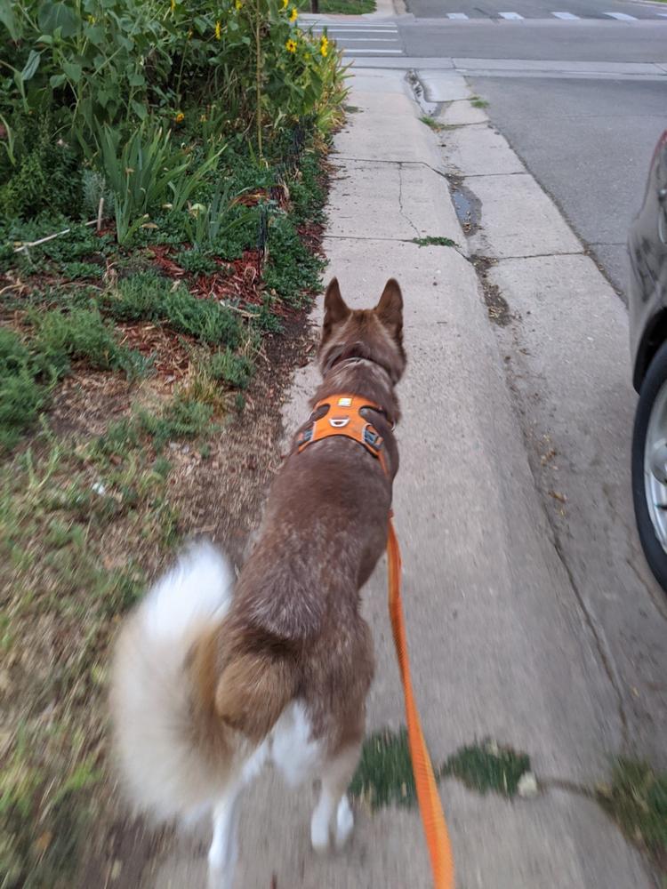 ruffwear bungee leash