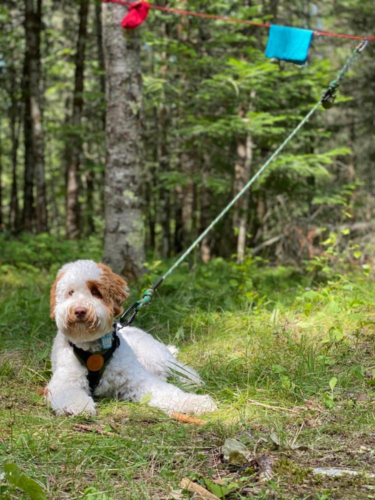 dog tether line