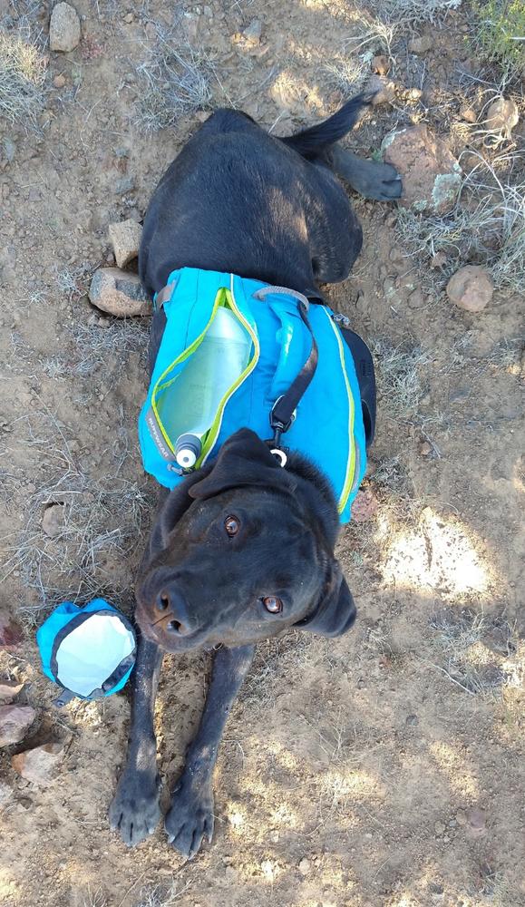 dog hydration pack