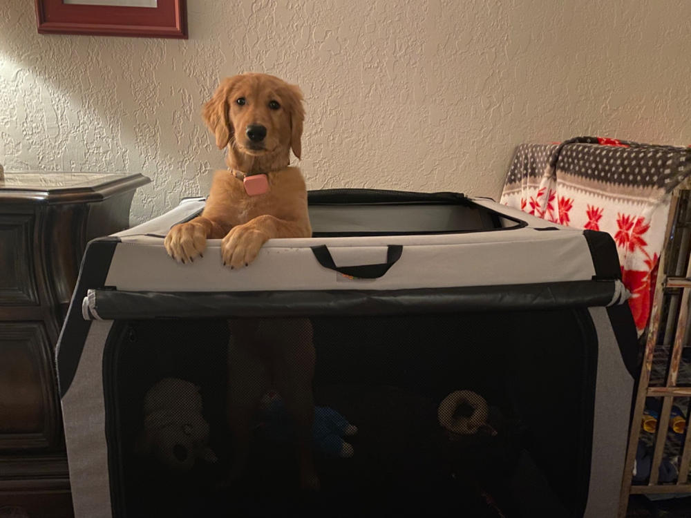 The Foldable Travel Dog Crate By DogGoods ® - Customer Photo From Shelley Dixon