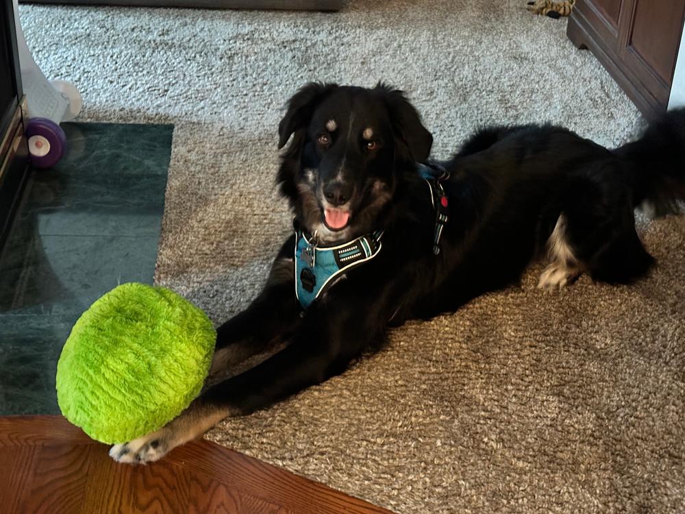 Gumdropimalz: Fun Dog Toy Grunters by DogGoods ™ - Customer Photo From Annd T